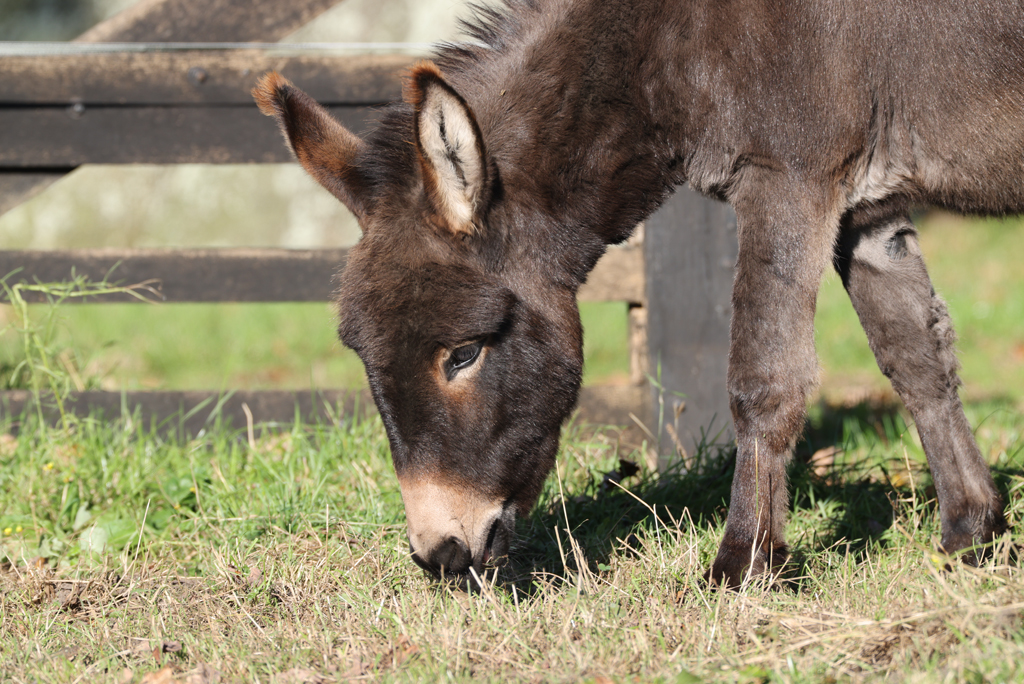 Equus asinus Ezel Donkey